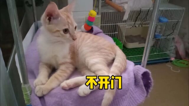 贪玩橘猫发飙,你叫破喉咙我也不开门