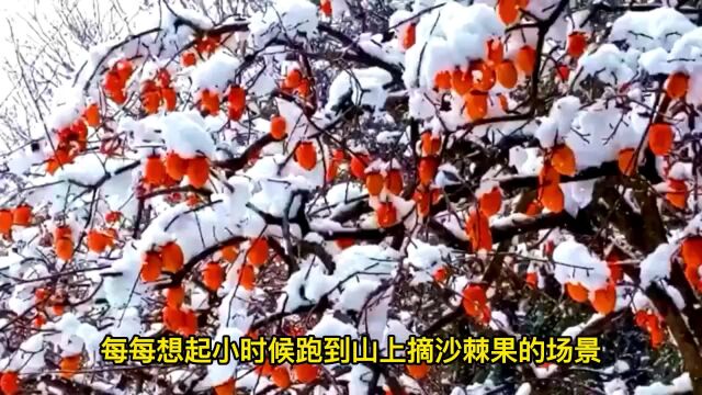 沙棘原浆的功效与作用适合人群