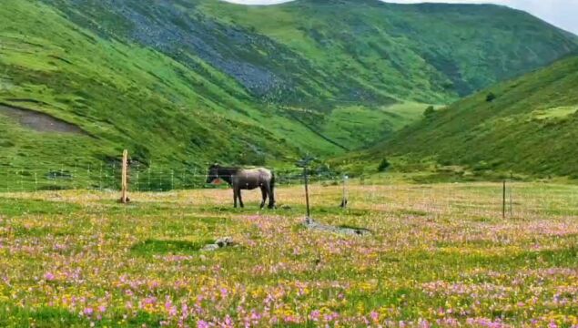 川西小众秘境莫斯卡村自驾攻略,群山环绕野花遍地远离喧闹的世外秘境.#这辈子总要去趟川西吧 #川西美景 #莫斯卡村 #丹巴 ##