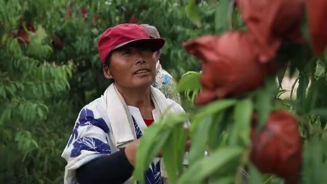 菏泽市鄄城县旧城镇葵堌堆村:金秋丰收季 瓜果飘香好“丰”光