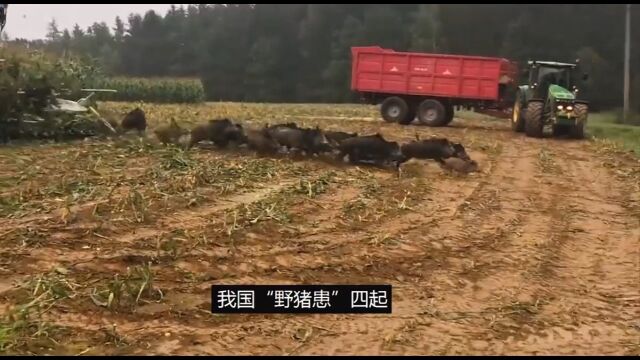 中国野猪泛滥成灾,数量突破150万头,为何打野猪却成赔本买卖?1.#科普