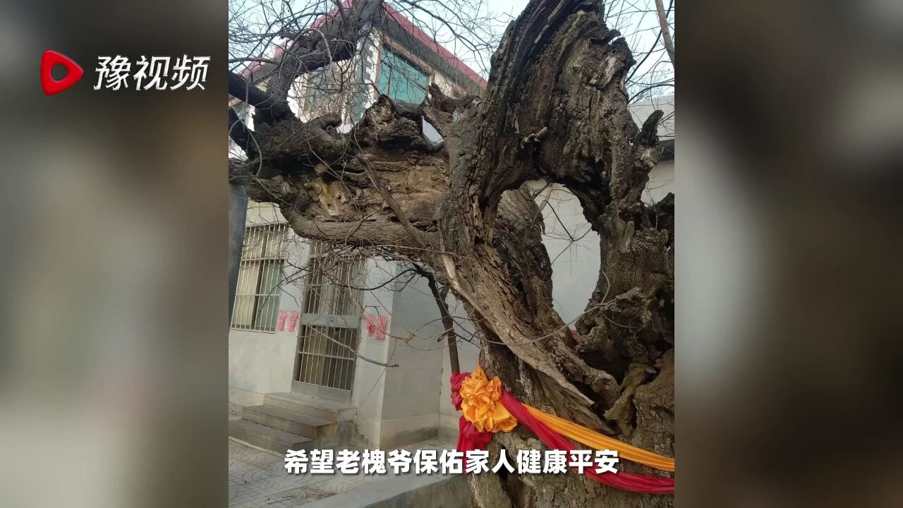 为什么每个人的童年记忆中都有一棵老槐树?