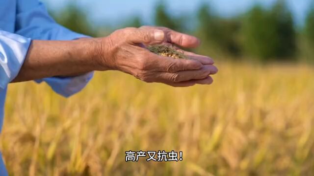 高产又抗虫!我国科研人员首次揭示植物抗虫分子机制