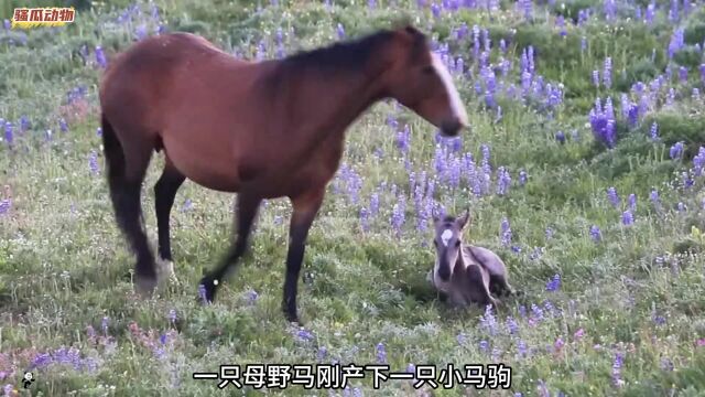 野马群残忍的一个现象,公野马为争夺交配权,会杀死小马驹