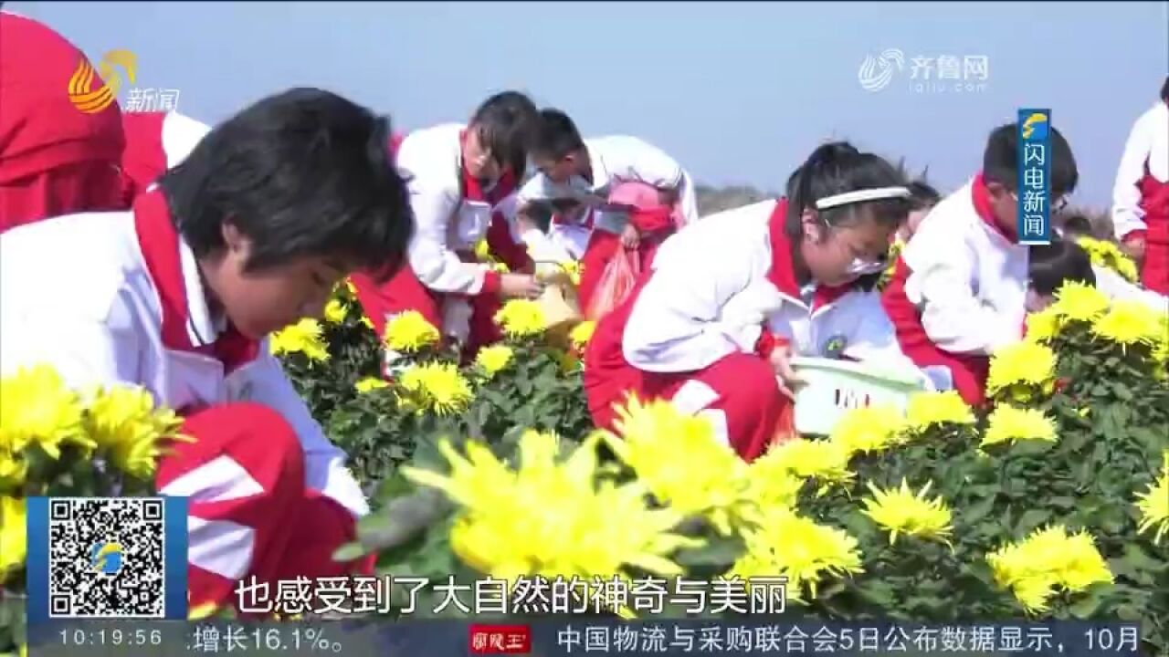 利津:金丝皇菊迎采收季,研学游火热展开,学生们采收学习收获满