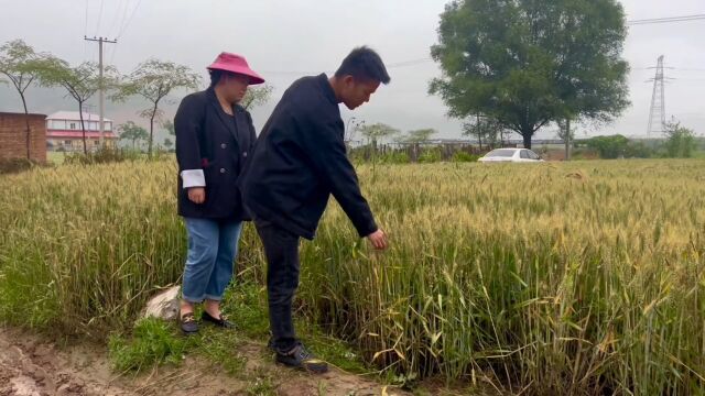 恶雨连天粮果殇,孽障挟机坏豫乡.叔伯不语耕耘苦,庙堂有类甘为鼠.甚幸吾辈多人杰,斡旋乾坤力不歇.只身勇闯福祸道,断凭形迹因果报!愿我的农民...