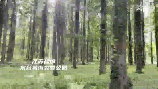 江苏东台:滩涂变“风光渔” 绘就生态产业新画卷