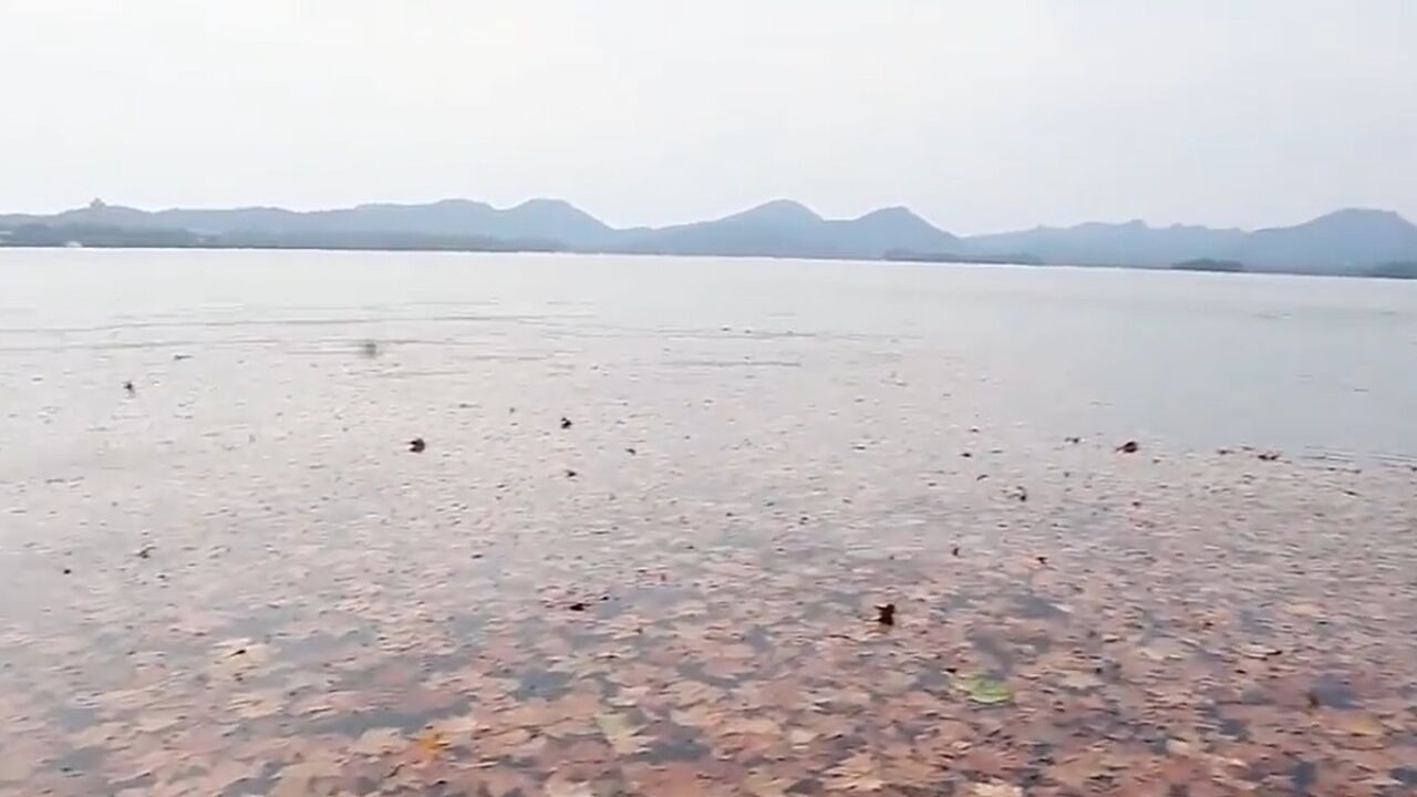 一夜北风落叶纷纷 西湖水面秋色浓郁