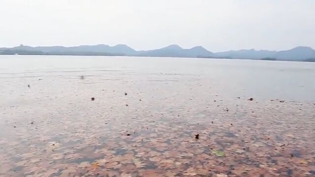 一夜北风落叶纷纷 西湖水面秋色浓郁