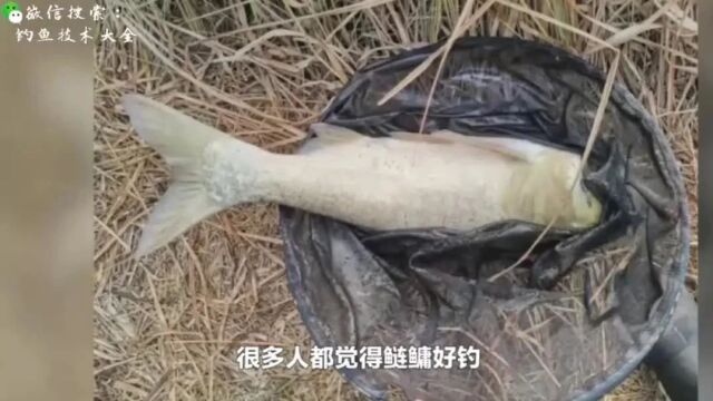 鲢鳙虽傻,三点不掌握好,想钓得多也不容易