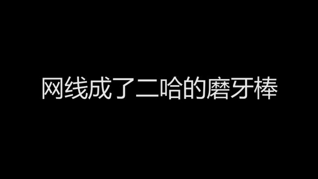 哈士奇咬断网线,主人气疯了,把它捆成了麻花