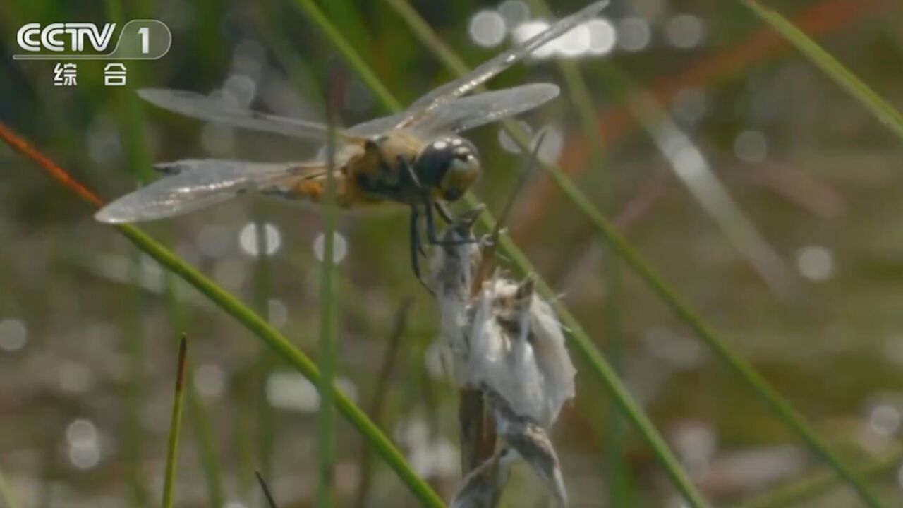 蜻蜓目昆虫体型纤细,翅膀很脆弱,它们竟然是非常凶猛的捕食者