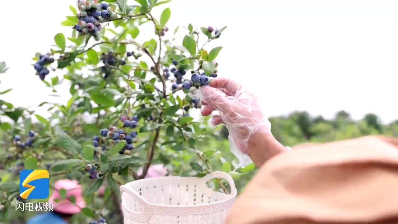 滕州200亩蓝莓喜丰收 颗颗饱满好似蓝宝石