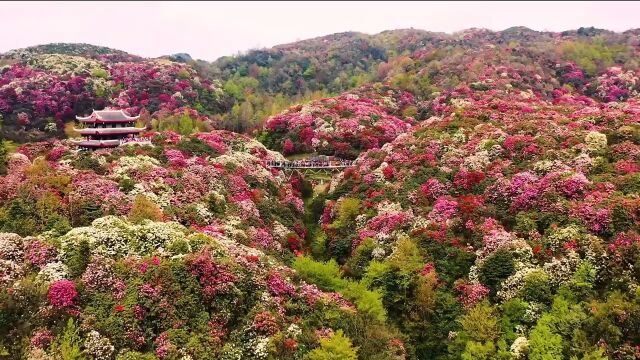 百里杜鹃花期已如期而至