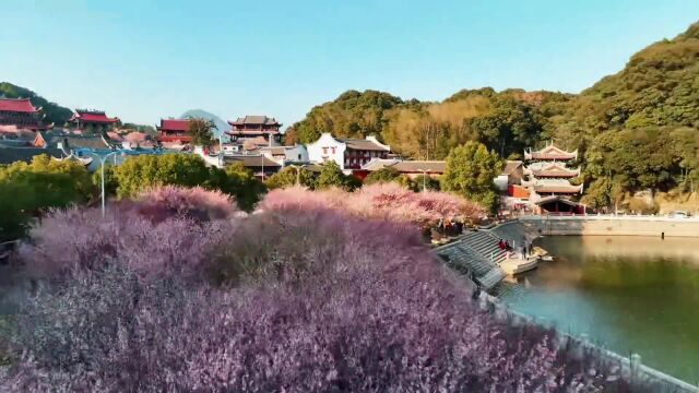 带你逛梅花盛开的林阳禅寺