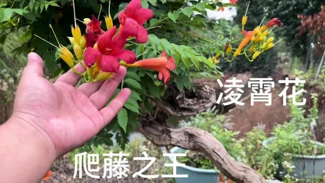 藏不住了!号称庭院“爬藤之王”的凌霄花盛开了,邂逅浪漫初夏 #凌霄花