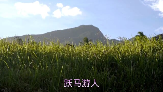 君子竹,大夫松;偷香粉蝶,采蜜黄蜂