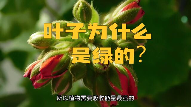 为什么植物的叶子是绿色的?