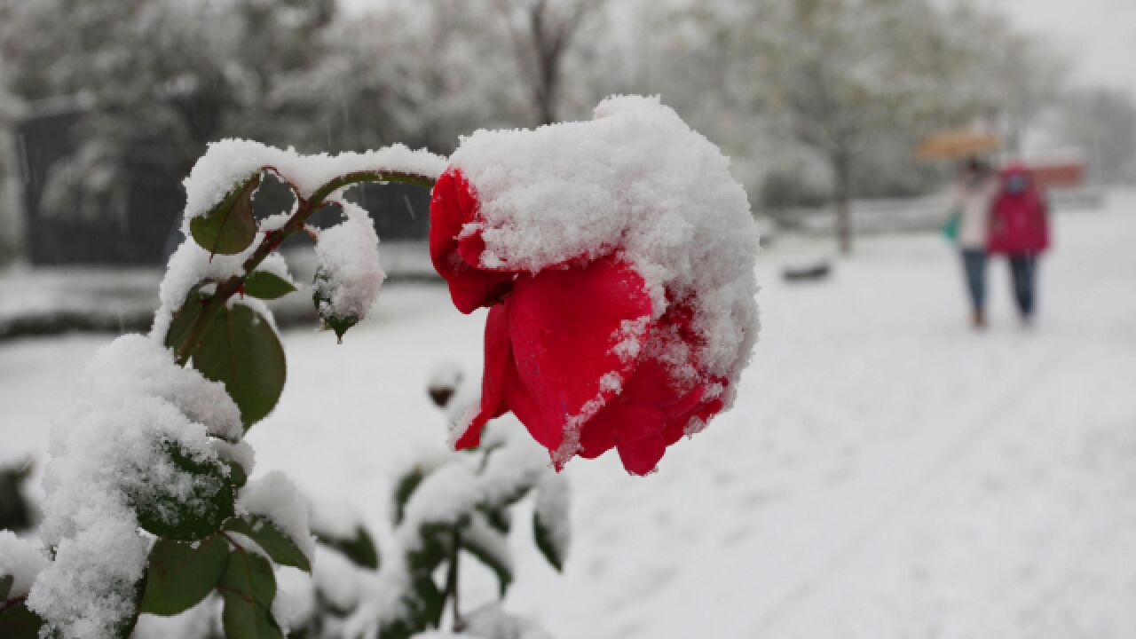 实拍双十一西安今冬首场雪:雪下得很大,秋冬之交的这场雪太美了