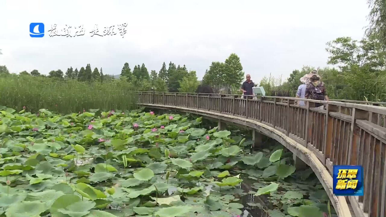 赏荷正当时!威海市环翠区羊亭河湿地公园盛夏荷花娇美绽放