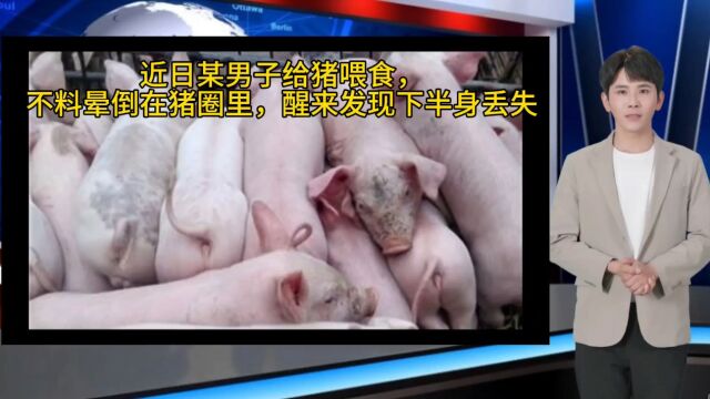 男子意外晕倒猪圈里,遭家猪啃食下半身,生殖器都被啃没了