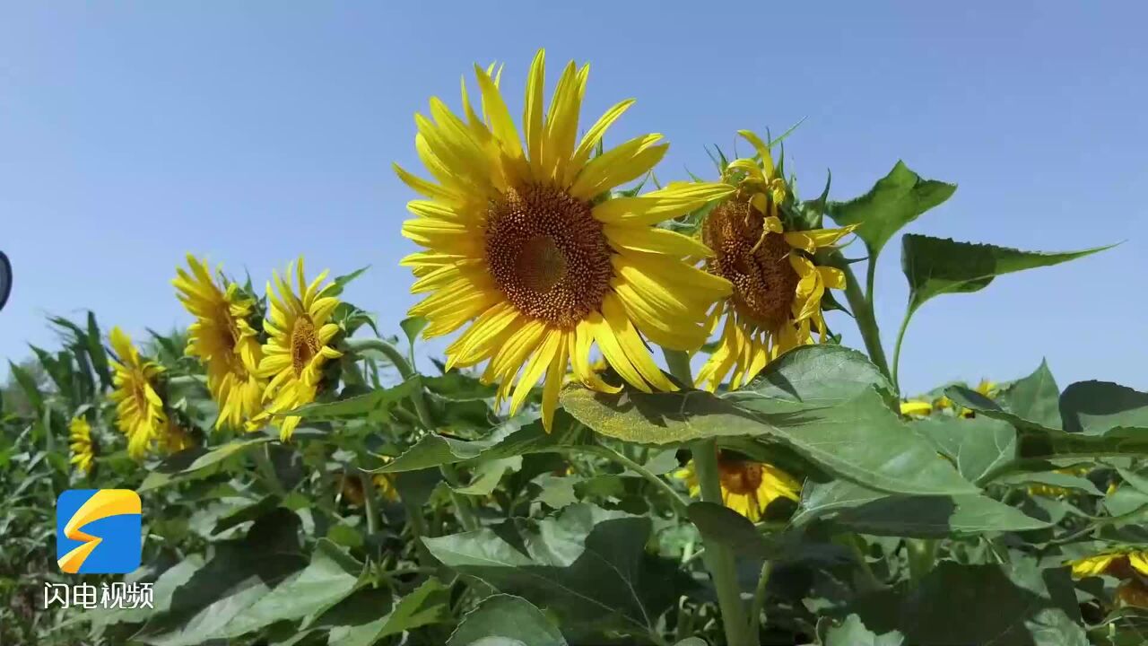 昌邑:夏日葵花向阳开 绘就一幅唯美画卷