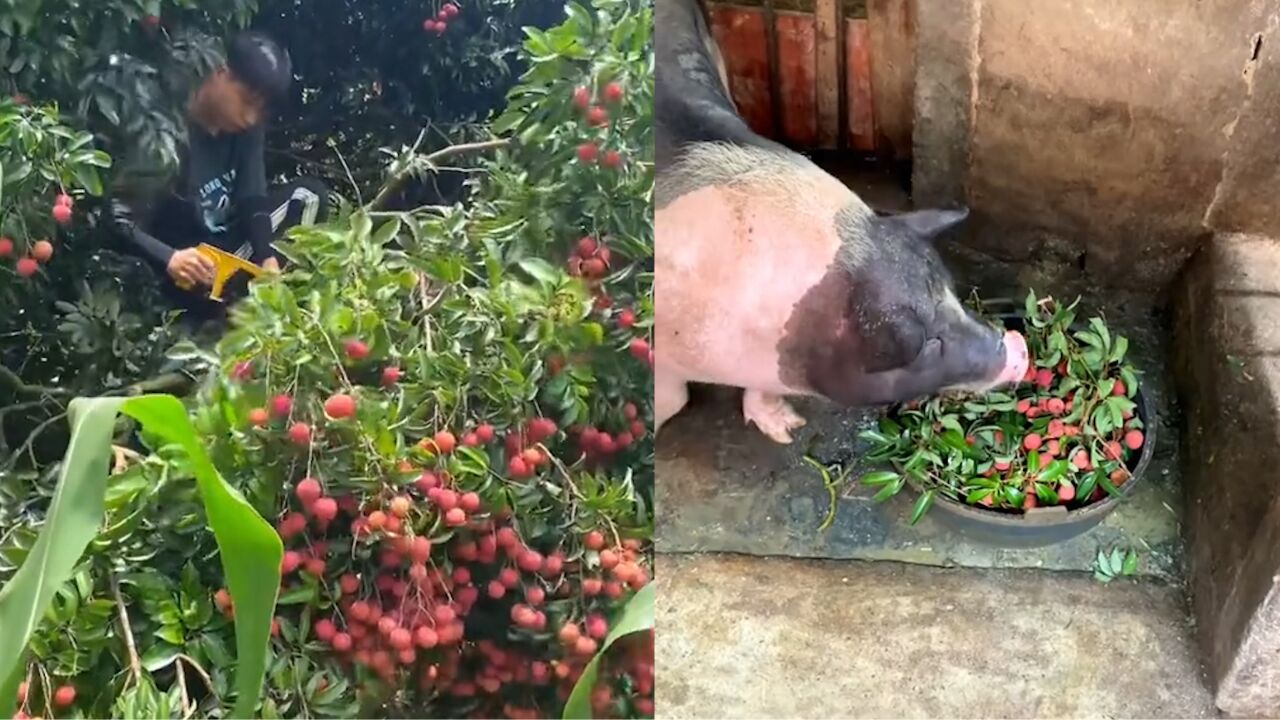 荔枝太多小伙砍荔枝喂猪,满满一大盆网友不淡定了:把我关进去