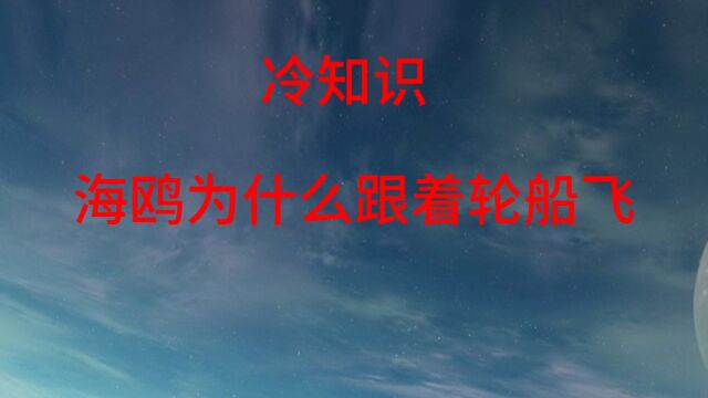 冷知识:海鸥为什么跟着轮船飞