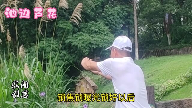 4个镜头教你这样的拍摄芦花