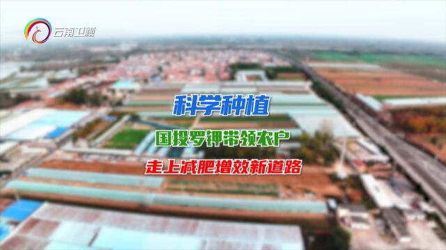 《种植前线》科学种植 国投罗钾带领农户走上减肥增效新道路