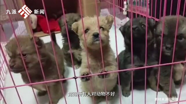 武汉市小动物保护协会已经成立17年:为了能可持续发展开了猫咖,猫咖很多猫是协会自己救助的