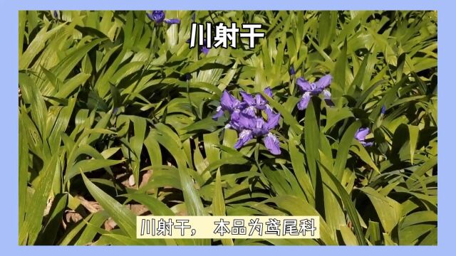 “川射干”日常生活小记