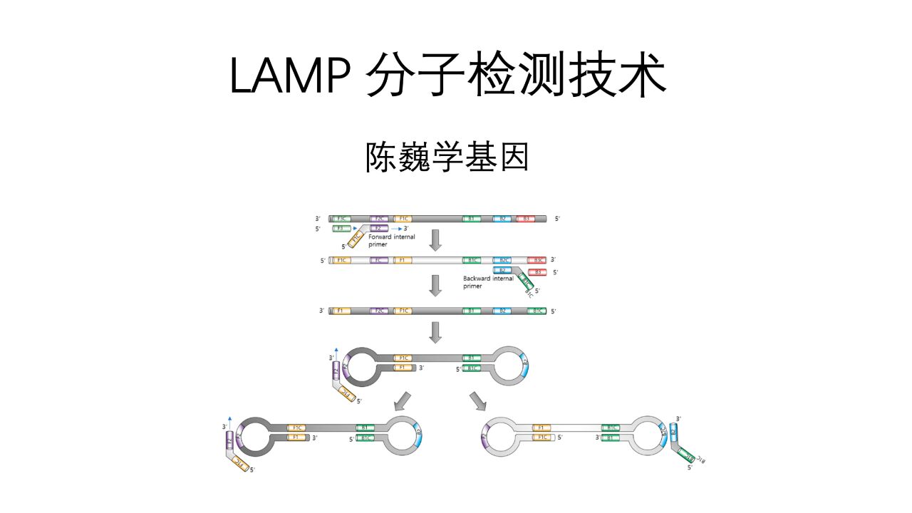 【陈巍学基因】LAMP 分子检测技术