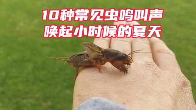 常见10种虫鸣叫声,你听过哪几种叫声?