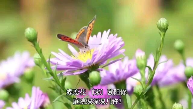 每日诗词《蝶恋花》