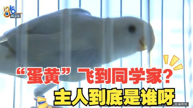 鹦鹉“蛋黄”离家去了女儿同学家 “归属”应该如何证明?