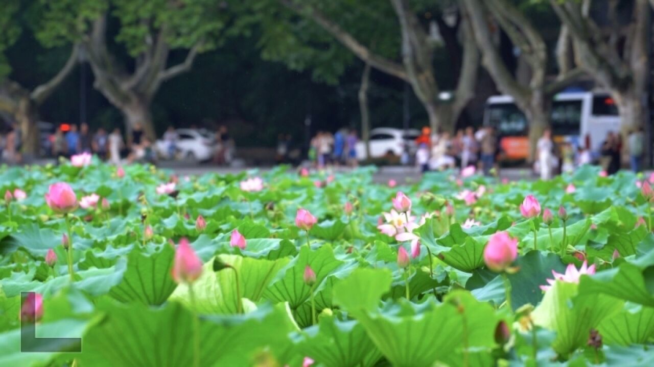 夏日限定美景!杭州西湖荷花进入盛放期,快来打卡吧