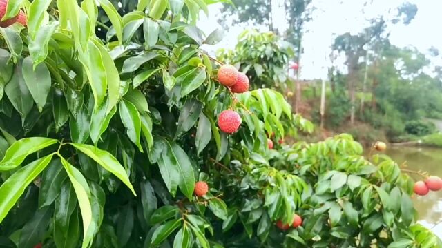 夏日生活|农家合江荔枝熟了