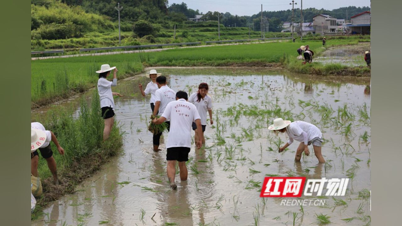 视频 | 长沙卫生职院暑期“三下乡”:察农情 知农事 解农需