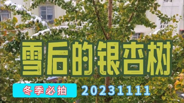 冬季必拍:雪后的银杏树20231111