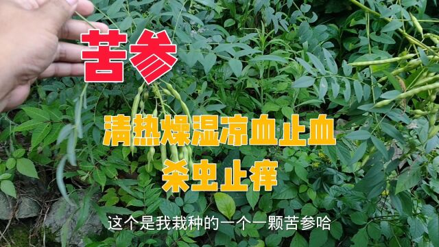 苦参:清热燥湿凉血止血,杀虫止痒用于皮肤病与多种杂症