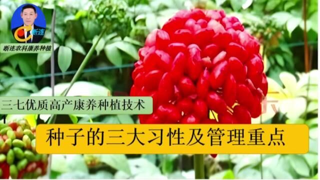 三七优质高产1:种子的特性及管理#三农