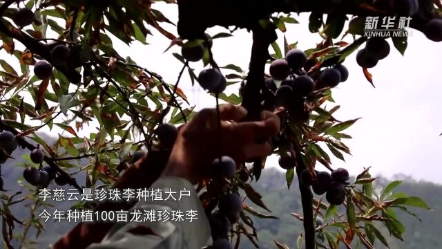 广西天峨:珍珠李成熟上市 规模化发展助农增收