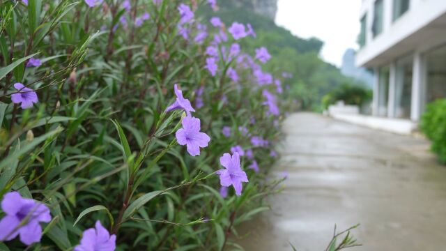 广西明仕田园骑行