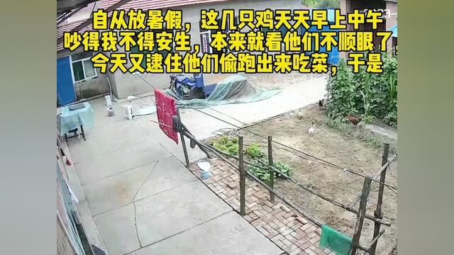 说出来你们可能不信,我论文写不完的原因是这几只鸡太吵了,今天算是新仇旧恨一起算了,结果就是两只公鸡被撵的离家出走