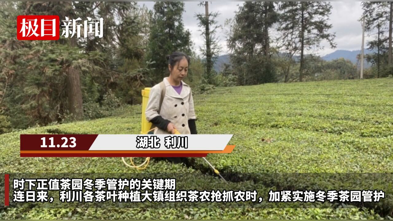 【视频】抢抓农时,湖北利川27万余亩茶园完成冬管