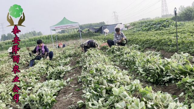 购买妙香7号草莓苗的秘诀揭密,保证您的大棚增产增收