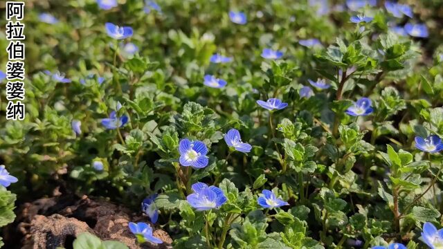 这种菜园随处可见的植物,花朵精致漂亮,你知道它叫什么吗#野生植物 #阿拉伯婆婆纳 #春天的味道 #农村生活.