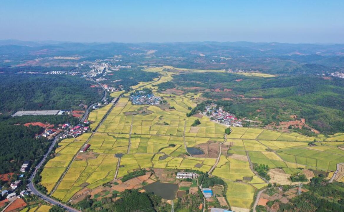 桂阳:万亩粮仓田畴起 55万亩“短板”土地变“高标准农田”