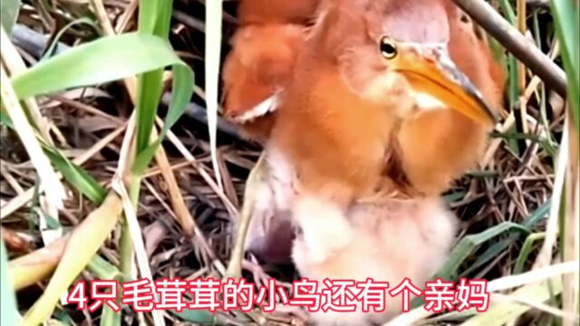 4只毛茸茸的小鸟还有个亲妈妈